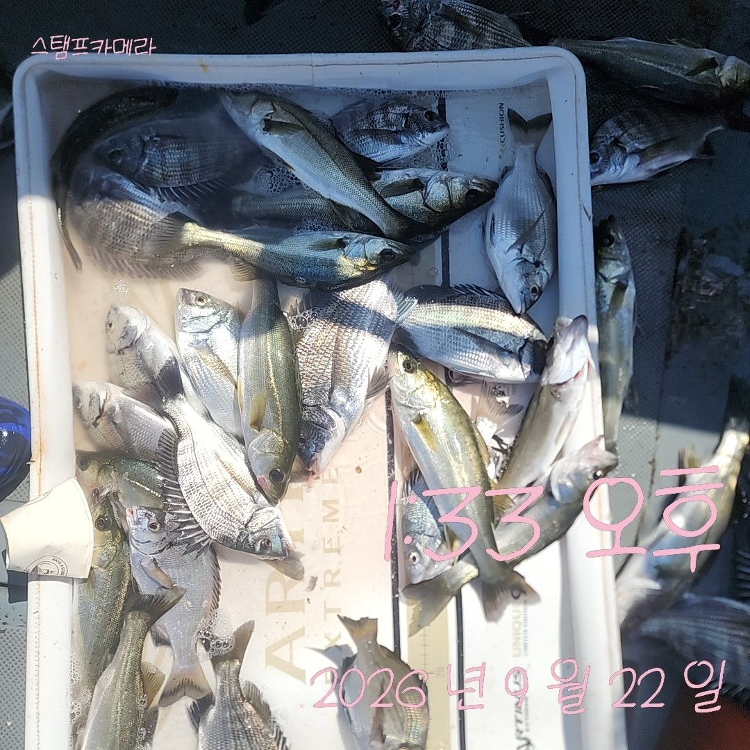 9월 22일 고성 감성돔 선상낚시 조황 현장 사진 2