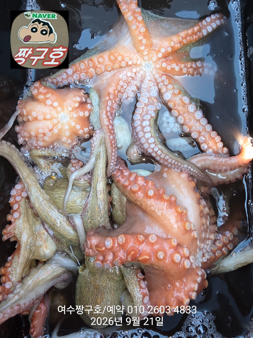 9월 21일 여수 문어 선상낚시 조황 현장 사진 21