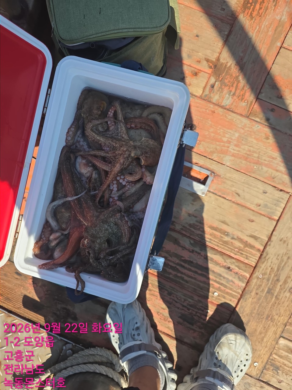 9월 22일 문어 선상낚시 조황 현장 사진 13