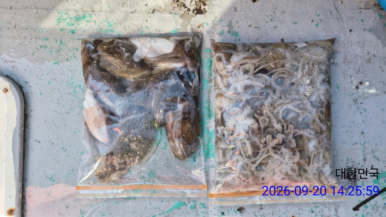 9월 22일 삼천포 문어 선상낚시 조황 현장 사진 8