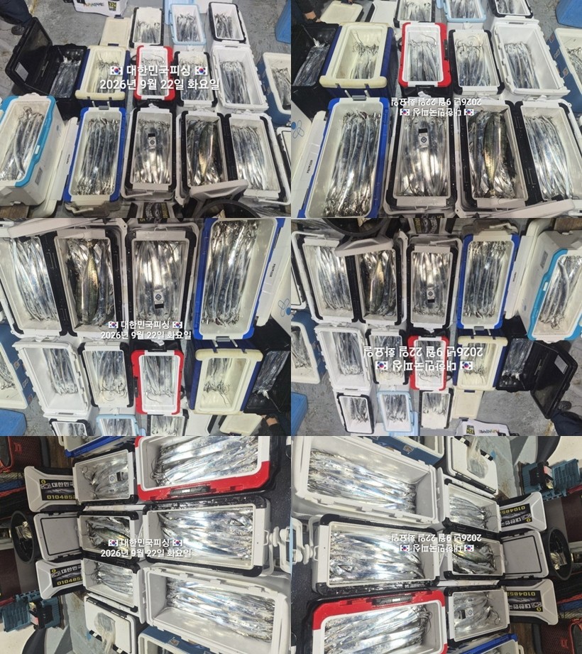 9월 22일 진해 갈치 선상낚시 조황 현장 사진 1