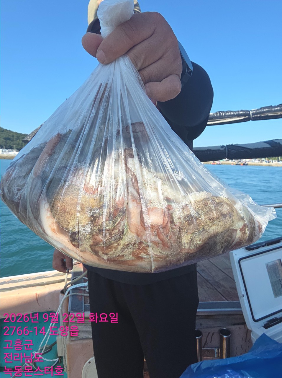 9월 22일 문어 선상낚시 조황 현장 사진 12