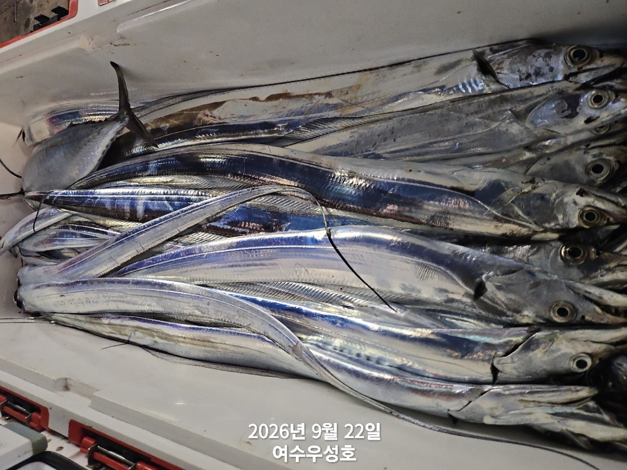 9월 22일 여수 갈치 선상낚시 조황 현장 사진 6