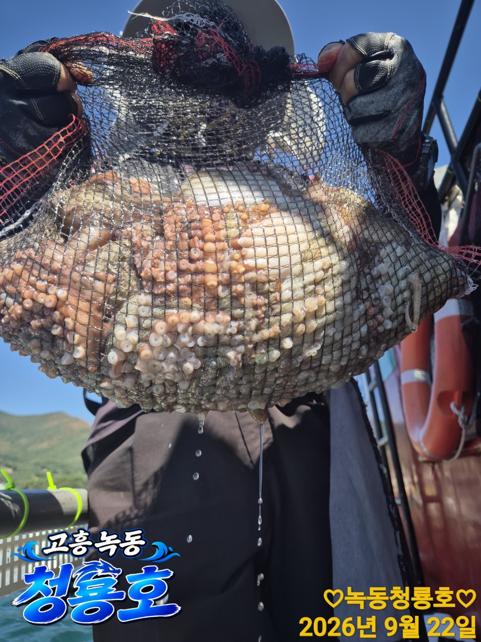 9월 22일 문어 선상낚시 조황 현장 사진 14