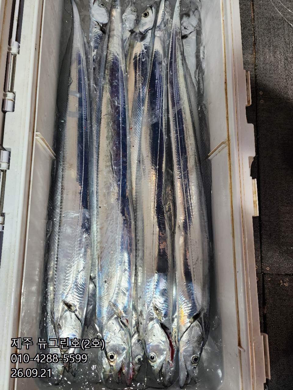 9월 21일 제주 갈치 선상낚시 조황 현장 사진 25