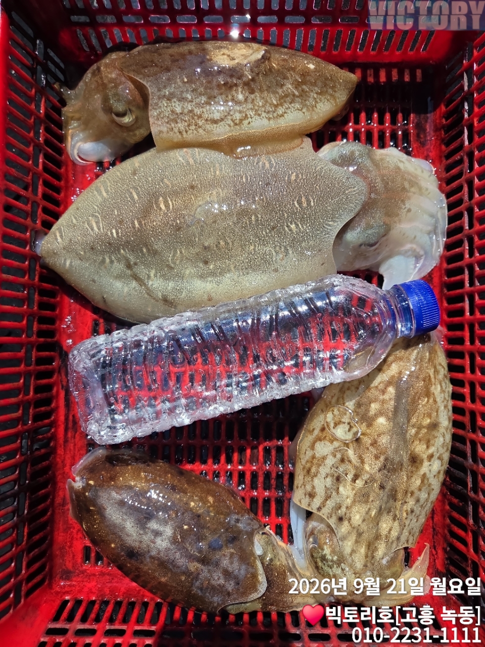 9월 22일 고흥 갑오징어 선상낚시 조황 현장 사진 4