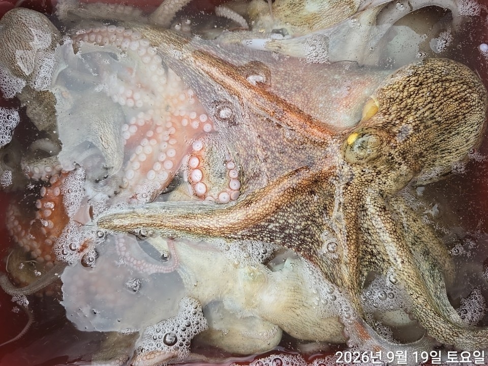 9월 22일 남해 문어 선상낚시 조황 현장 사진 19