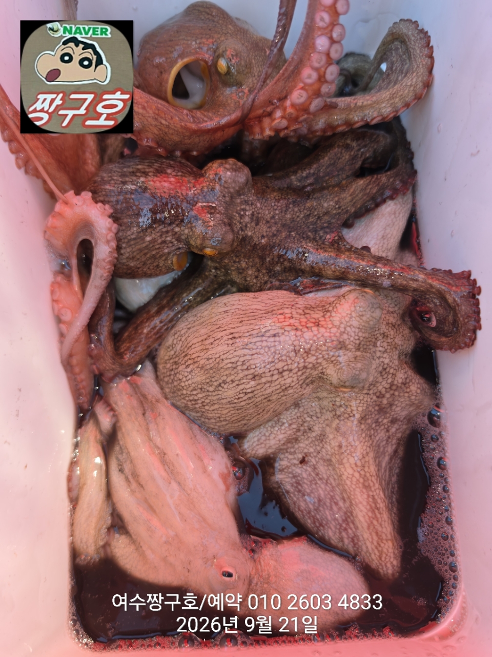 9월 21일 여수 문어 선상낚시 조황 현장 사진 6