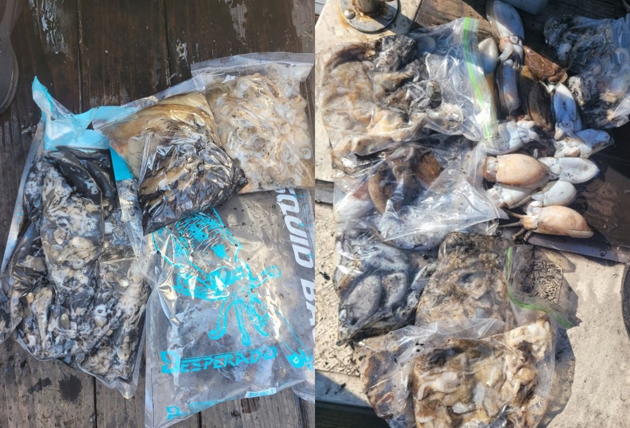 9월 22일 인천 갑오징어 선상낚시 조황 현장 사진 10