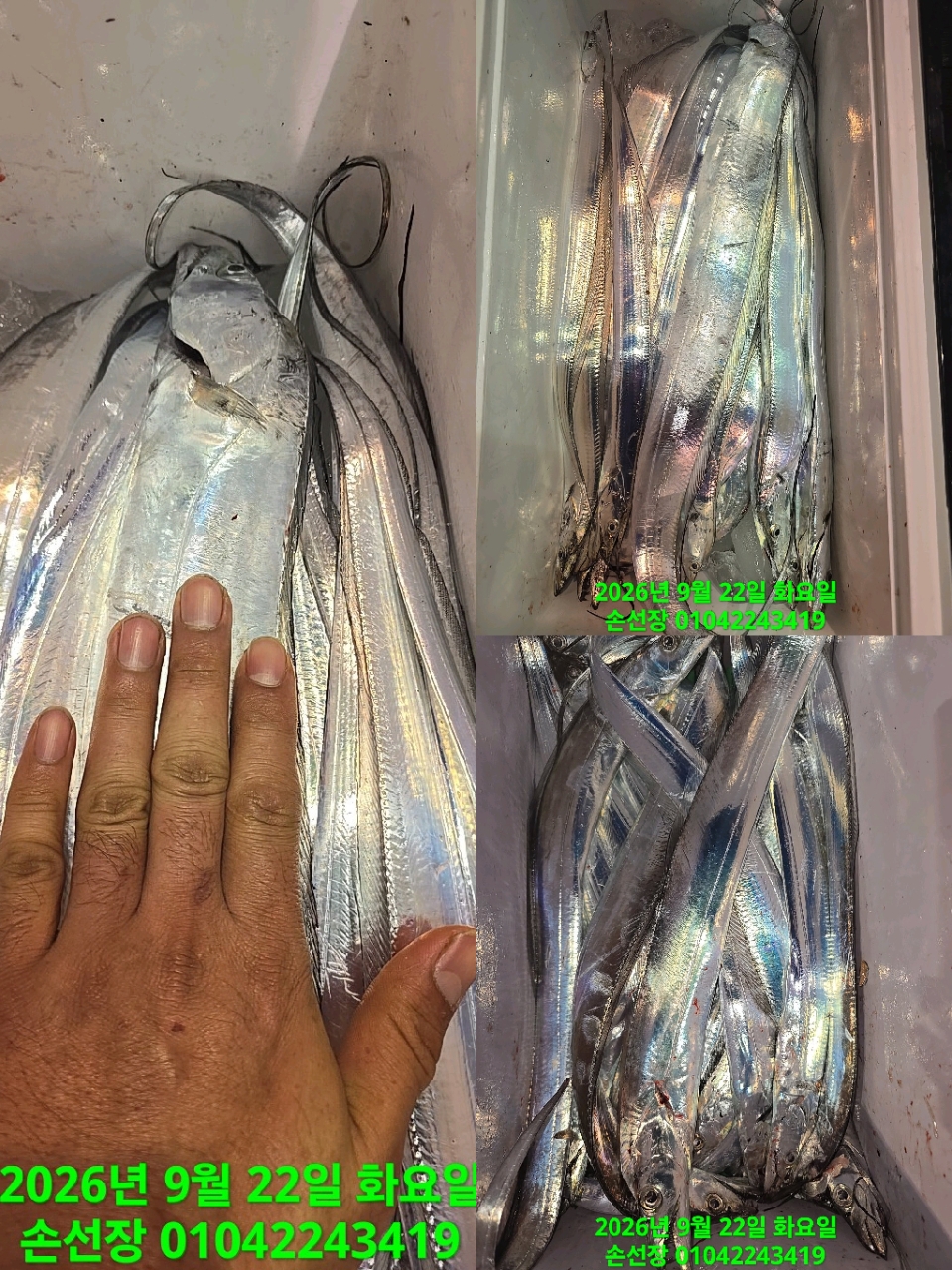9월 22일 마산 갈치 선상낚시 조황 현장 사진 3