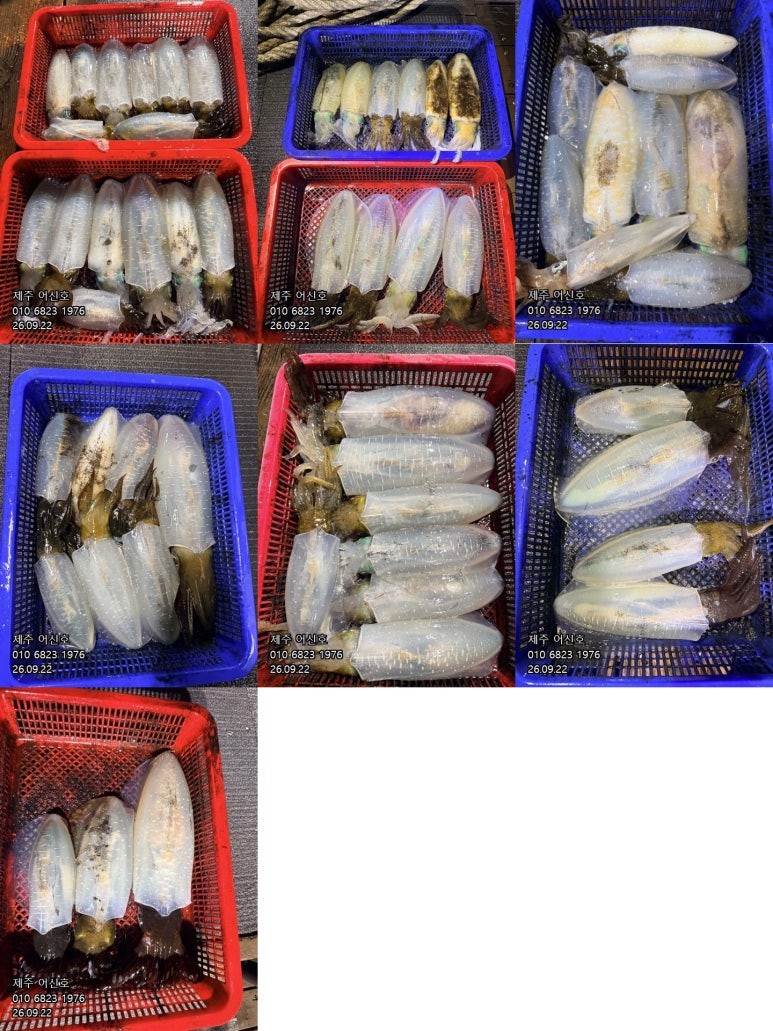 9월 21일 제주 갑오징어 선상낚시 조황 현장 사진 1