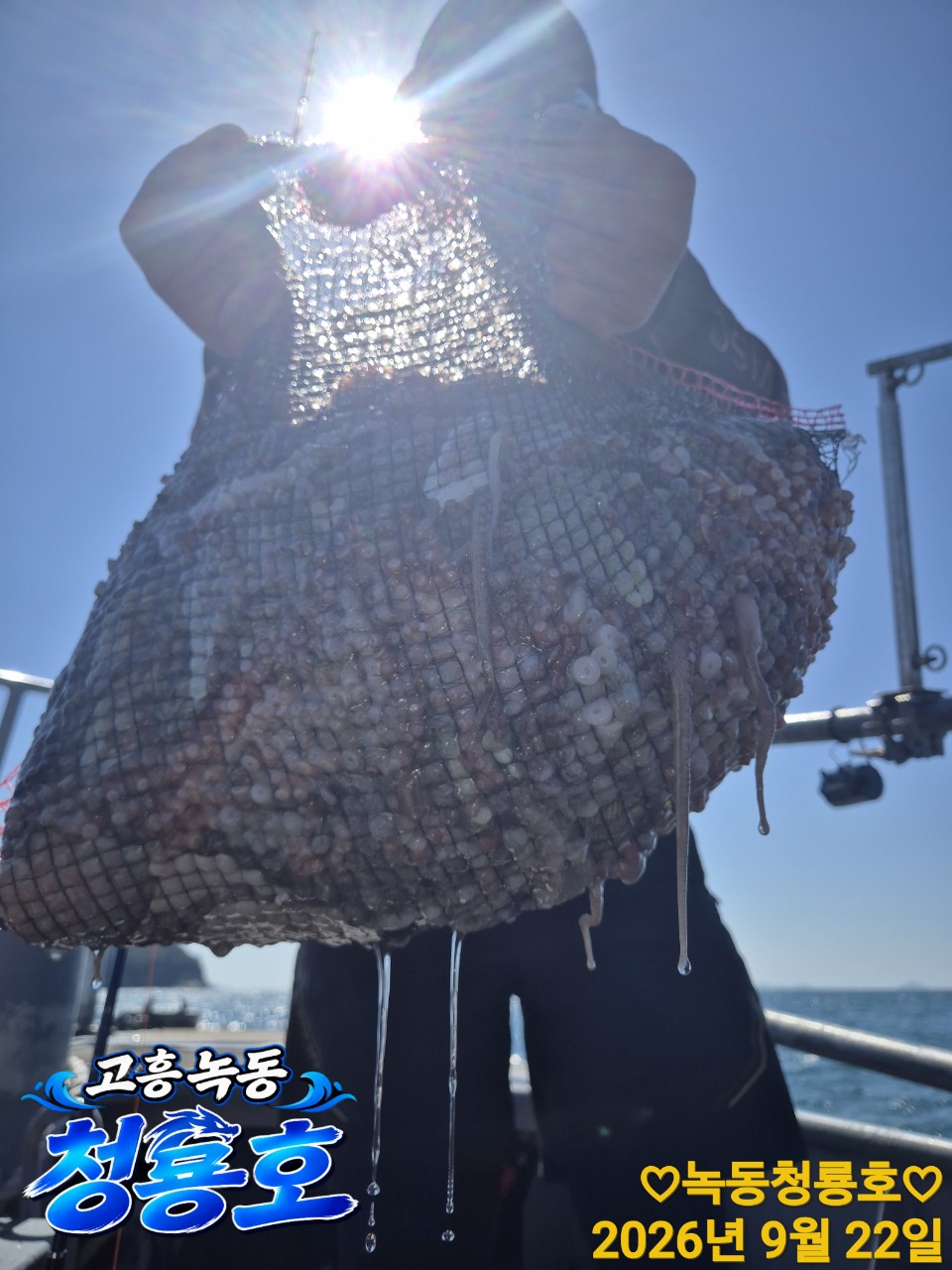 9월 22일 문어 선상낚시 조황 현장 사진 6