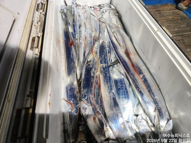 9월 22일 남해 갈치 선상낚시 조황 현장 사진 15