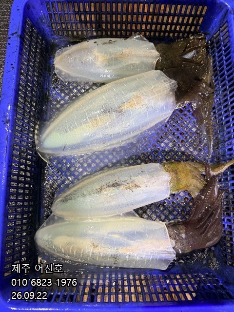 9월 21일 제주 갑오징어 선상낚시 조황 현장 사진 7