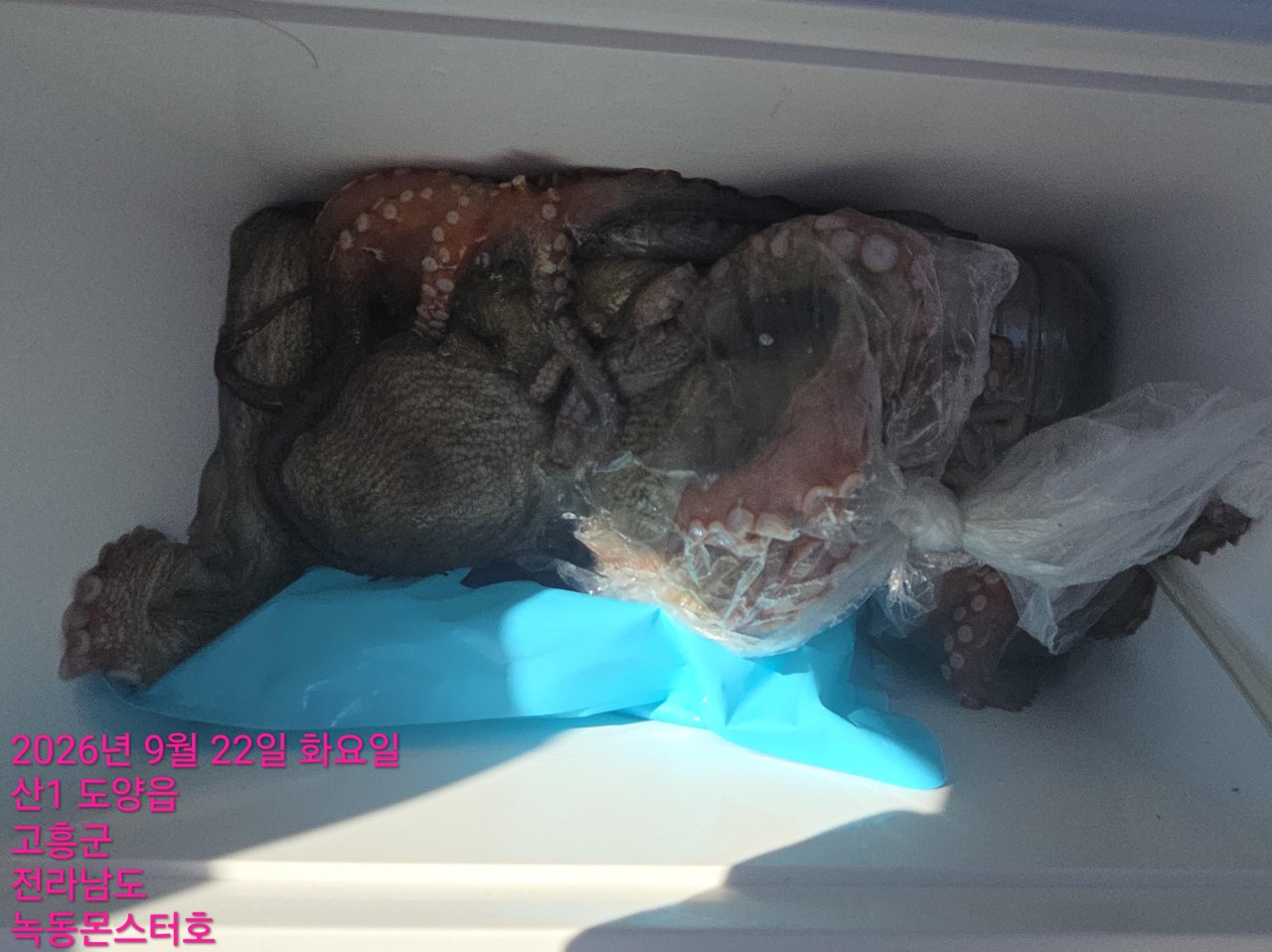 9월 22일 문어 선상낚시 조황 현장 사진 9