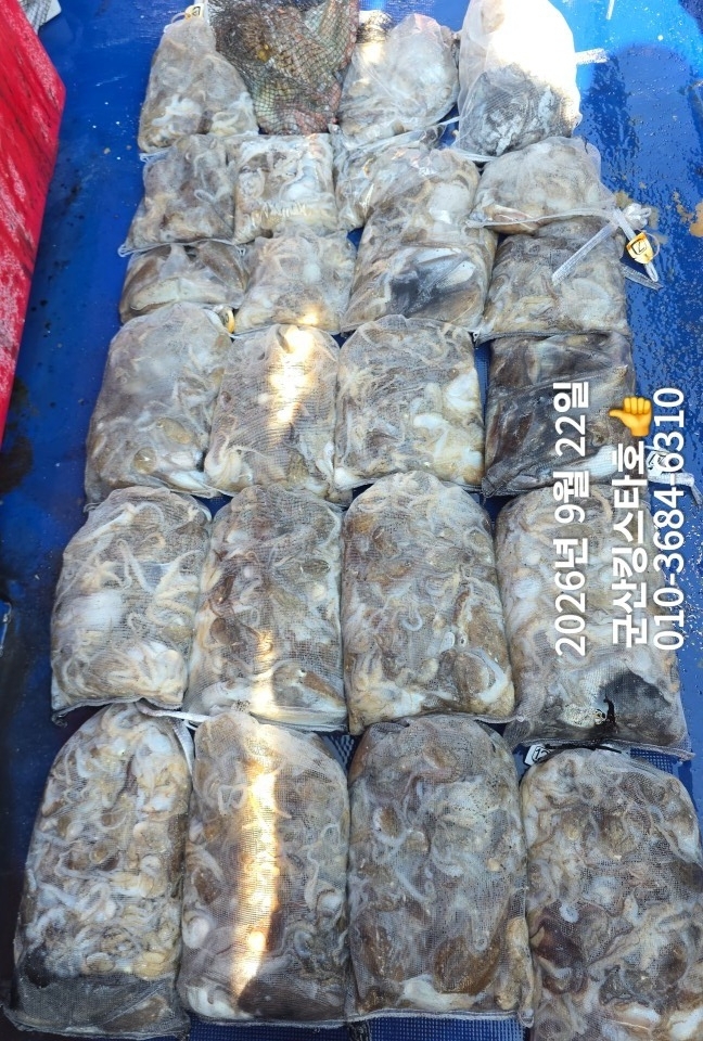9월 22일 군산 주꾸미 선상낚시 조황 현장 사진 10