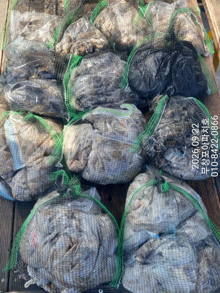 9월 22일 포항 주꾸미 선상낚시 조황 현장 사진 22