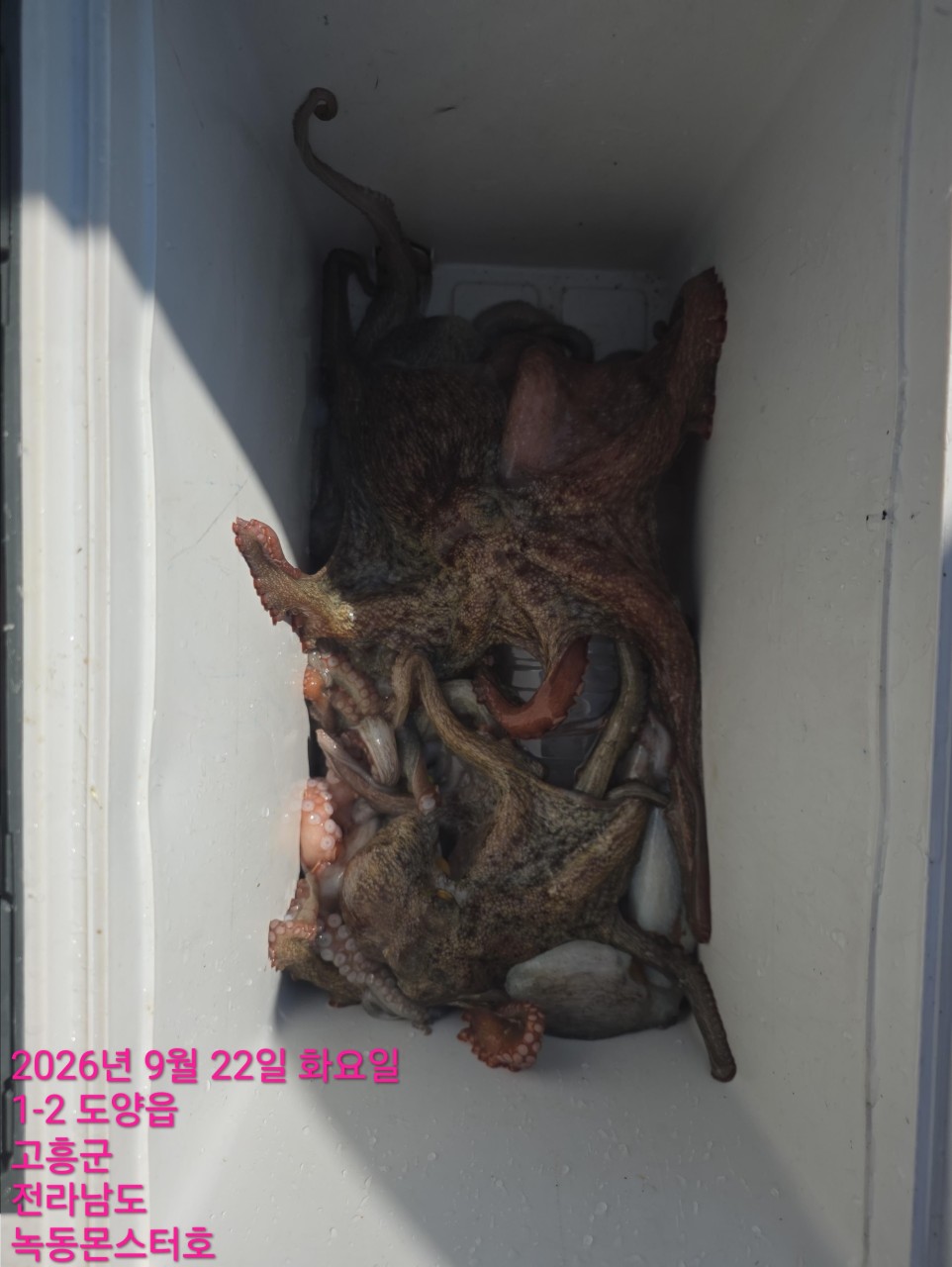 9월 22일 문어 선상낚시 조황 현장 사진 2