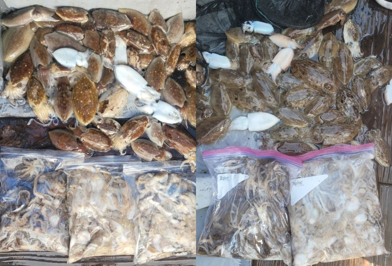 9월 22일 인천 갑오징어 선상낚시 조황 현장 사진 9