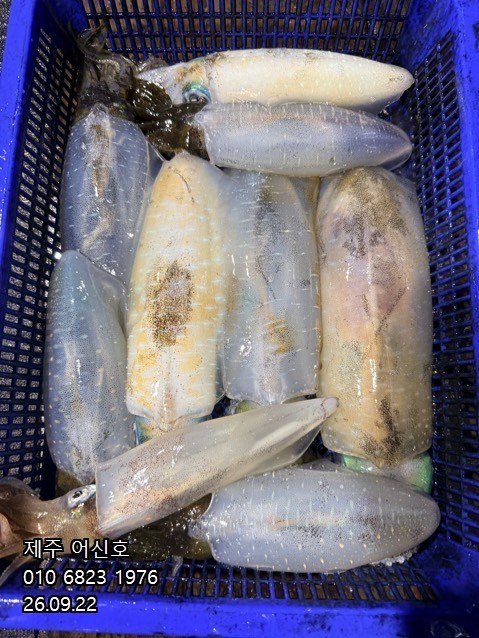 9월 21일 제주 갑오징어 선상낚시 조황 현장 사진 4