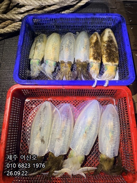 9월 21일 제주 갑오징어 선상낚시 조황 현장 사진 3