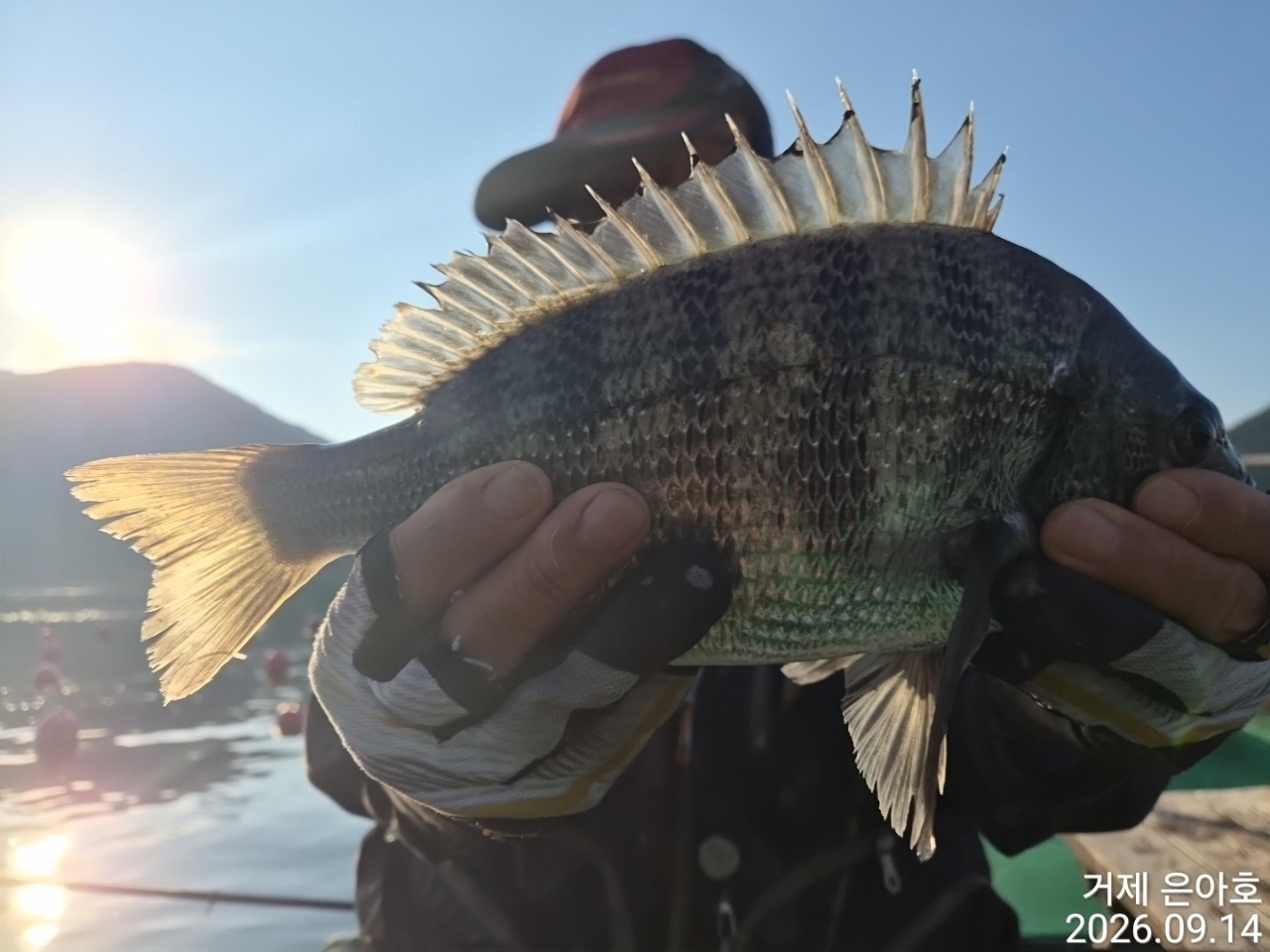 9월 22일 거제 감성돔 선상낚시 조황 현장 사진 10