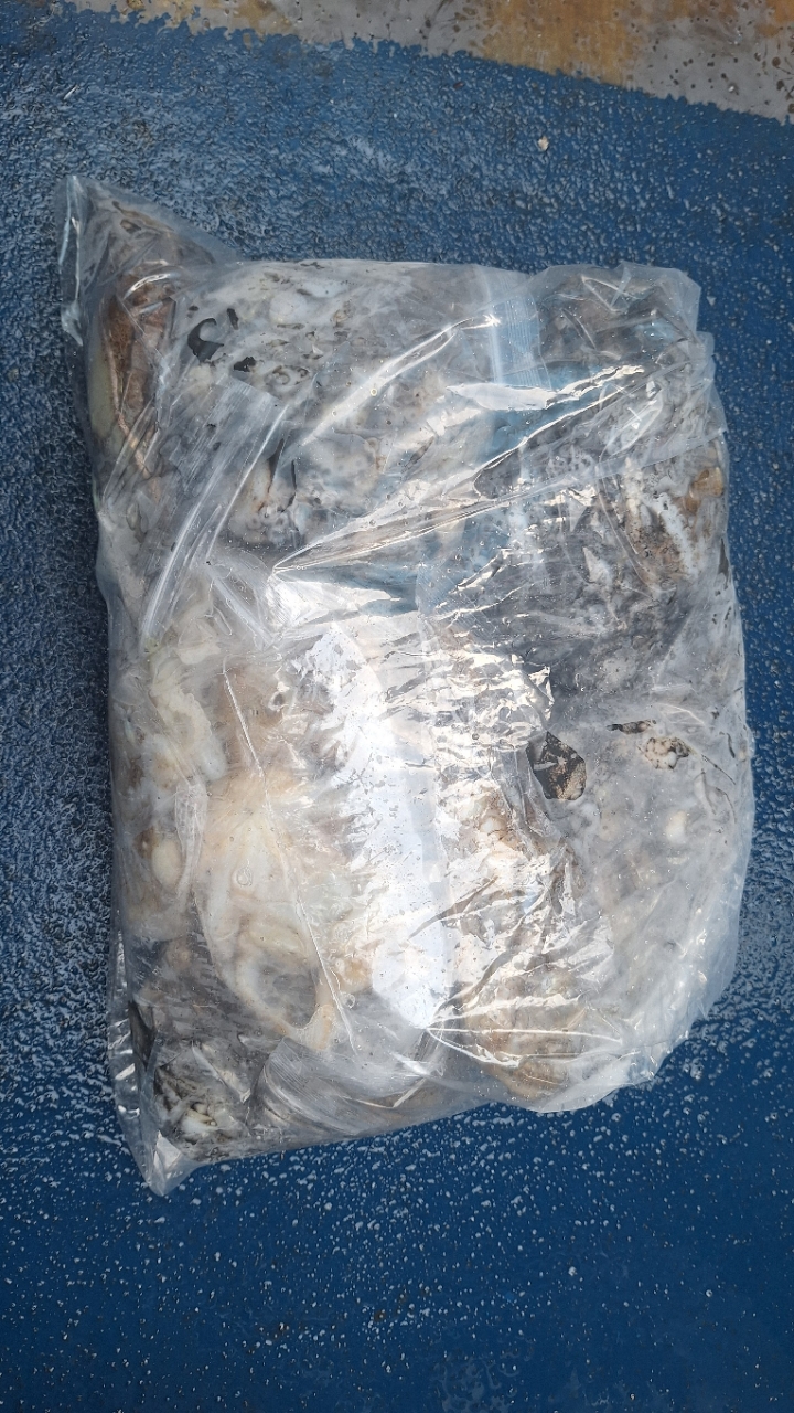 9월 22일 갑오징어 선상낚시 조황 현장 사진 11