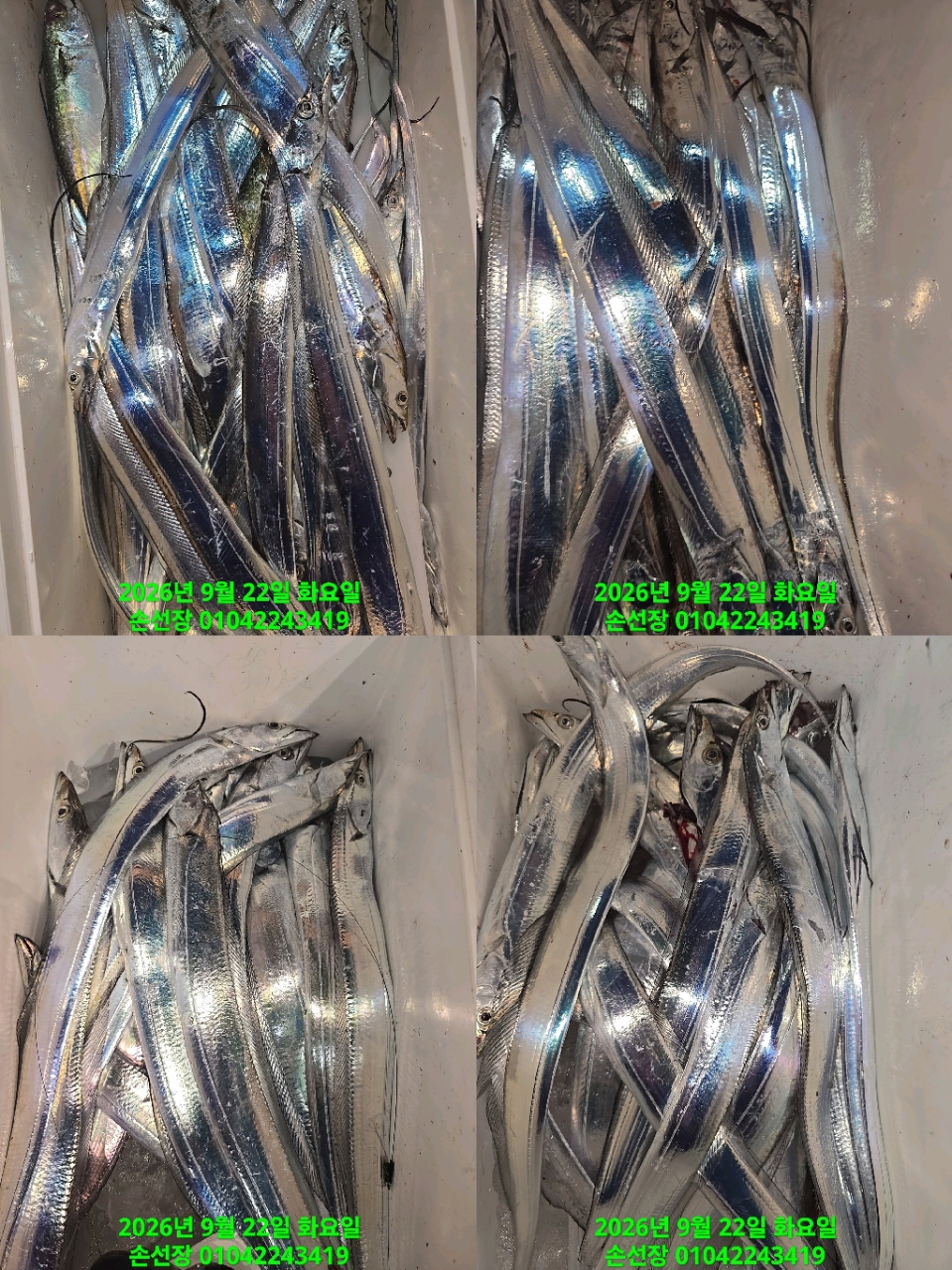 9월 22일 마산 갈치 선상낚시 조황 현장 사진 4