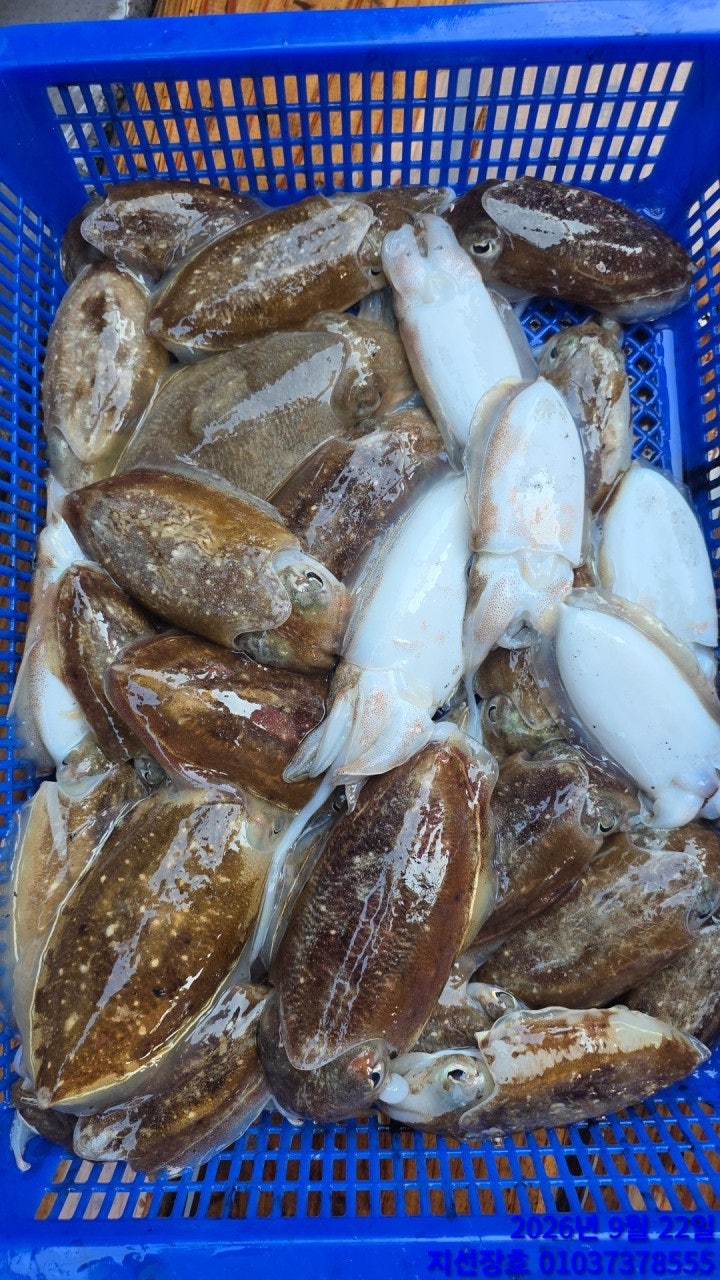 ����ڰ� �ø� �̹���