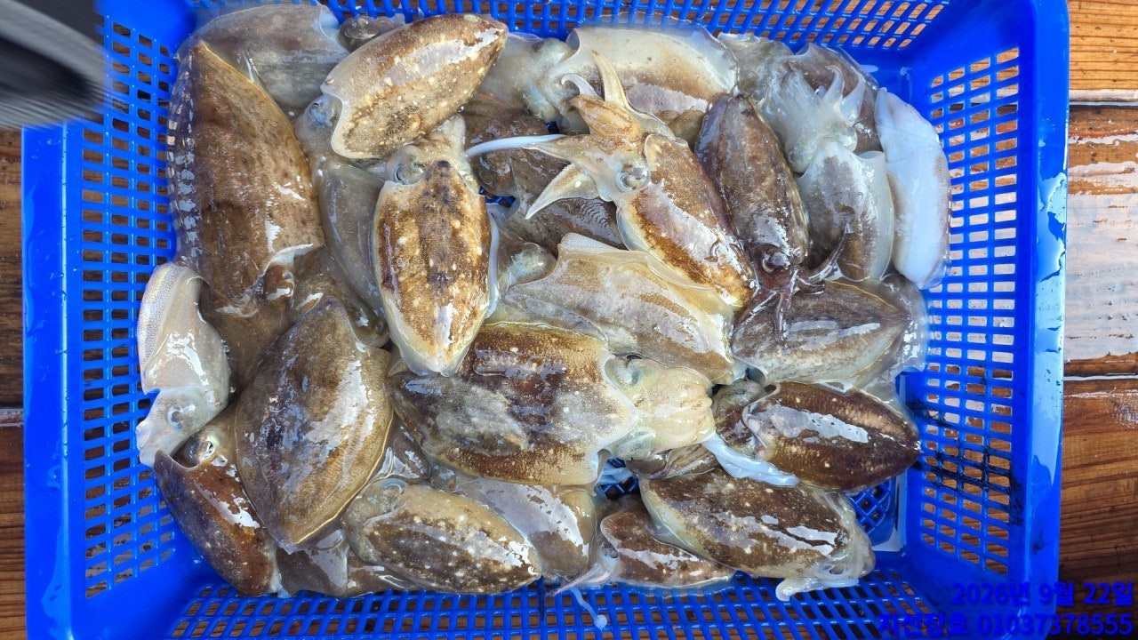����ڰ� �ø� �̹���