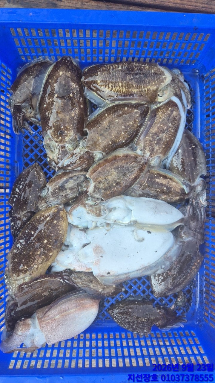 ����ڰ� �ø� �̹���