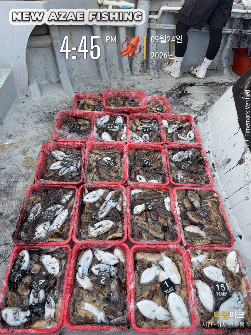 9월 24일 제주 갑오징어 선상낚시 조황 현장 사진 1