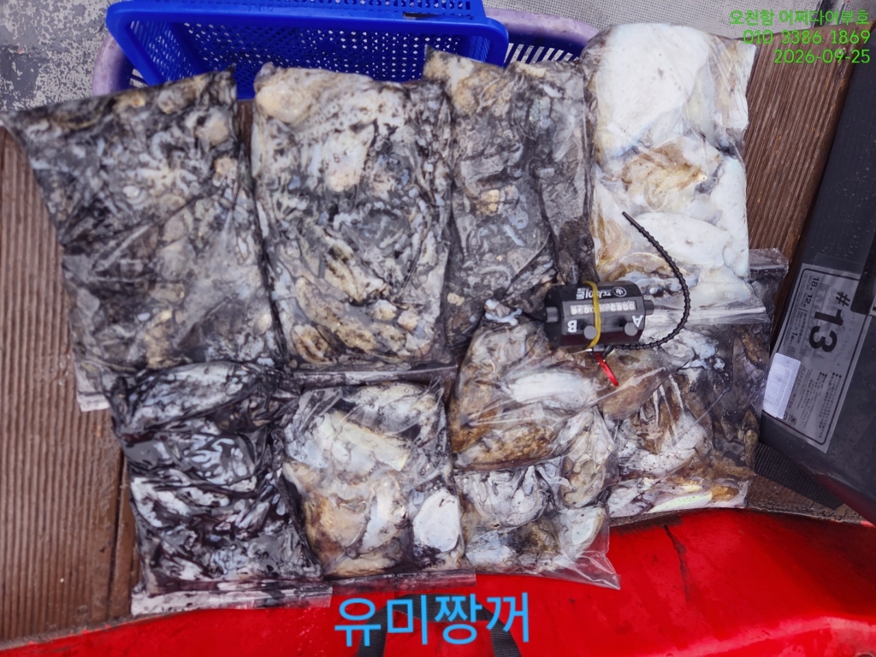 9월 25일 갑오징어 선상낚시 조황 현장 사진 9