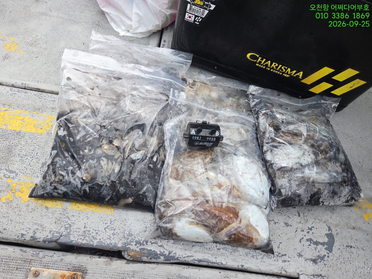 9월 25일 갑오징어 선상낚시 조황 현장 사진 12