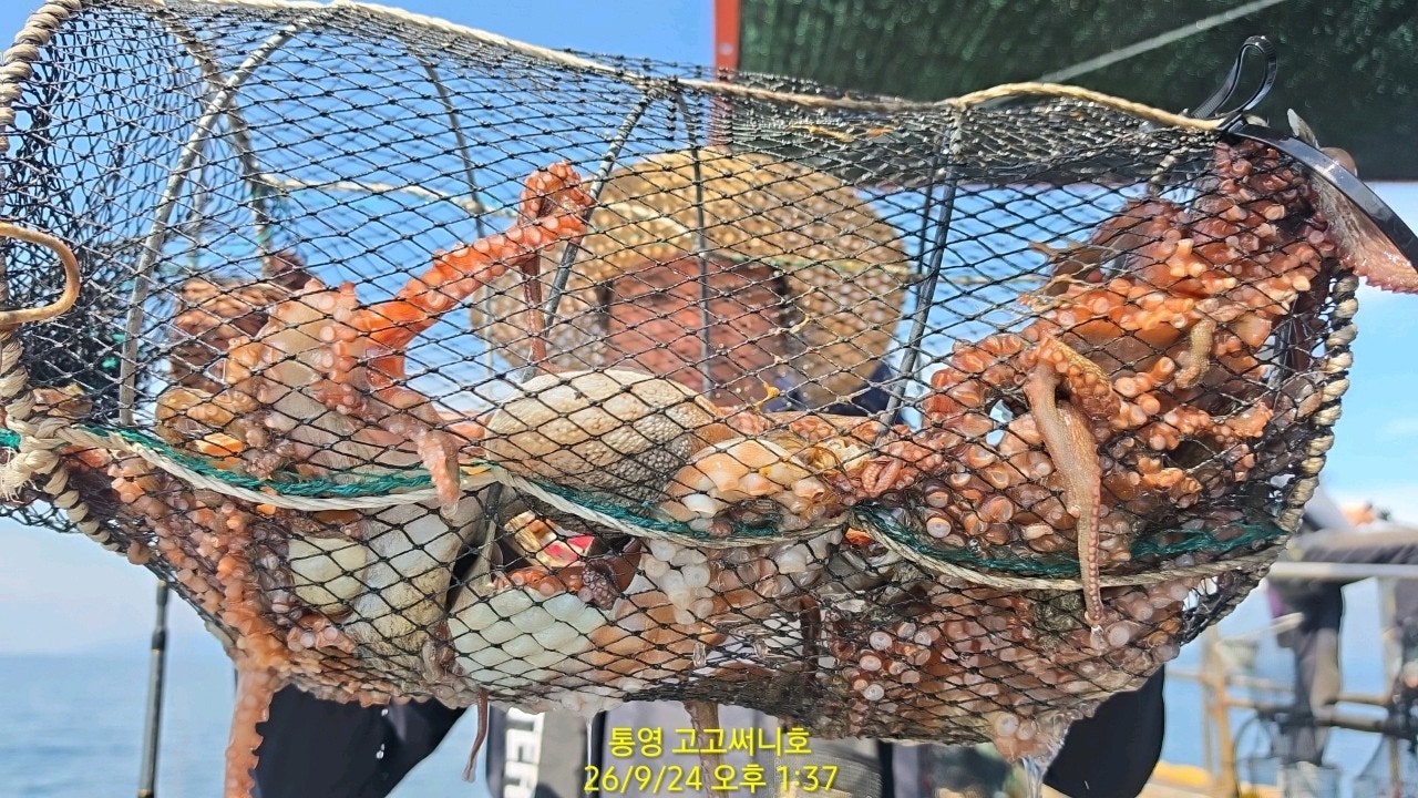 ����ڰ� �ø� �̹���