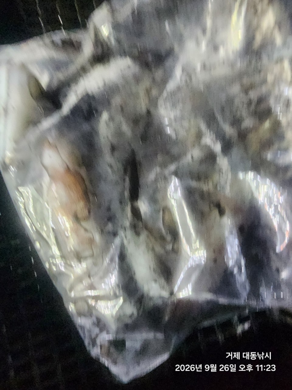 ����ڰ� �ø� �̹���
