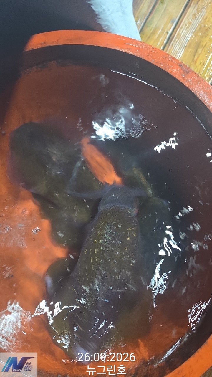 ����ڰ� �ø� �̹���