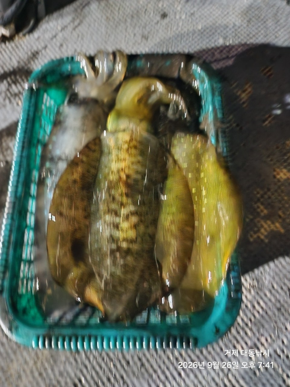 ����ڰ� �ø� �̹���