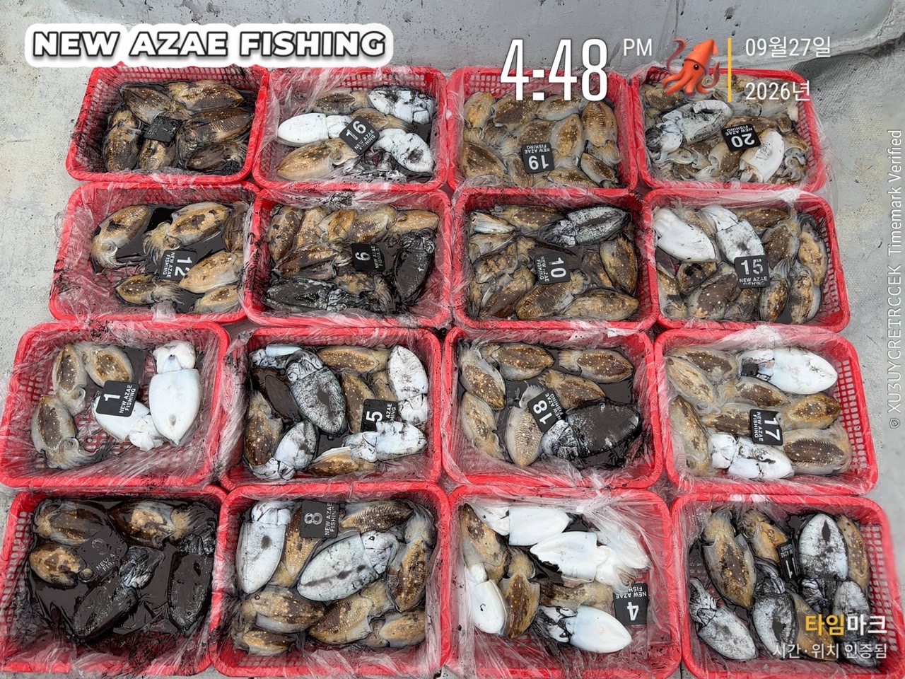 9월 27일 갑오징어 선상낚시 조황 현장 사진 2