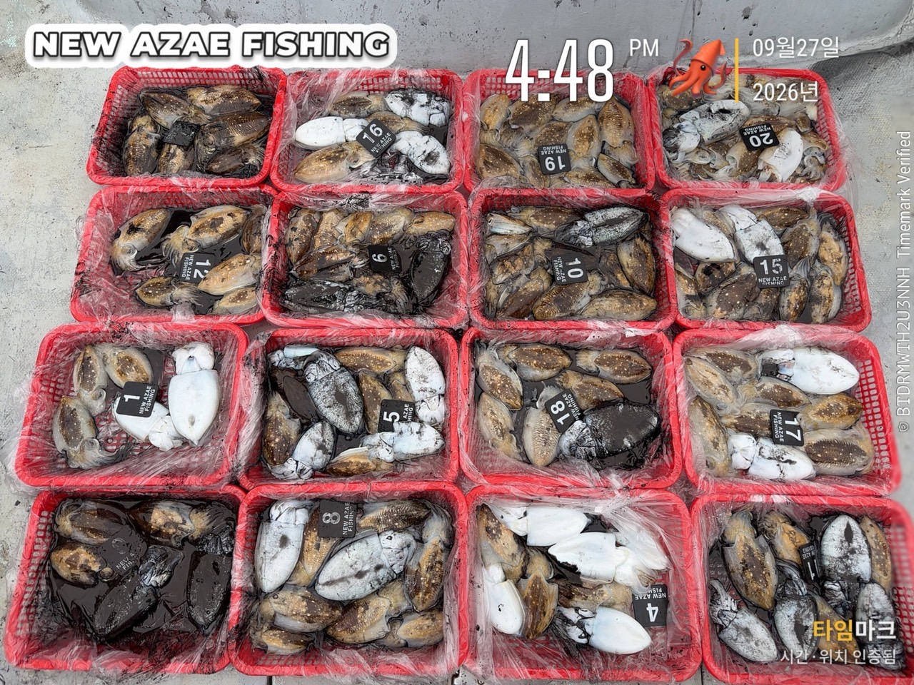 9월 29일 갑오징어 선상낚시 조황 현장 사진 4