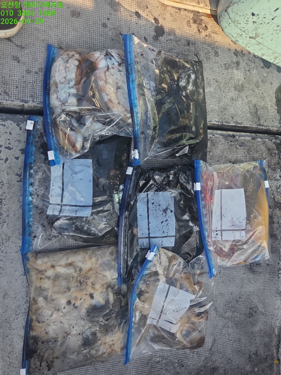 9월 29일 갑오징어 선상낚시 조황 현장 사진 14