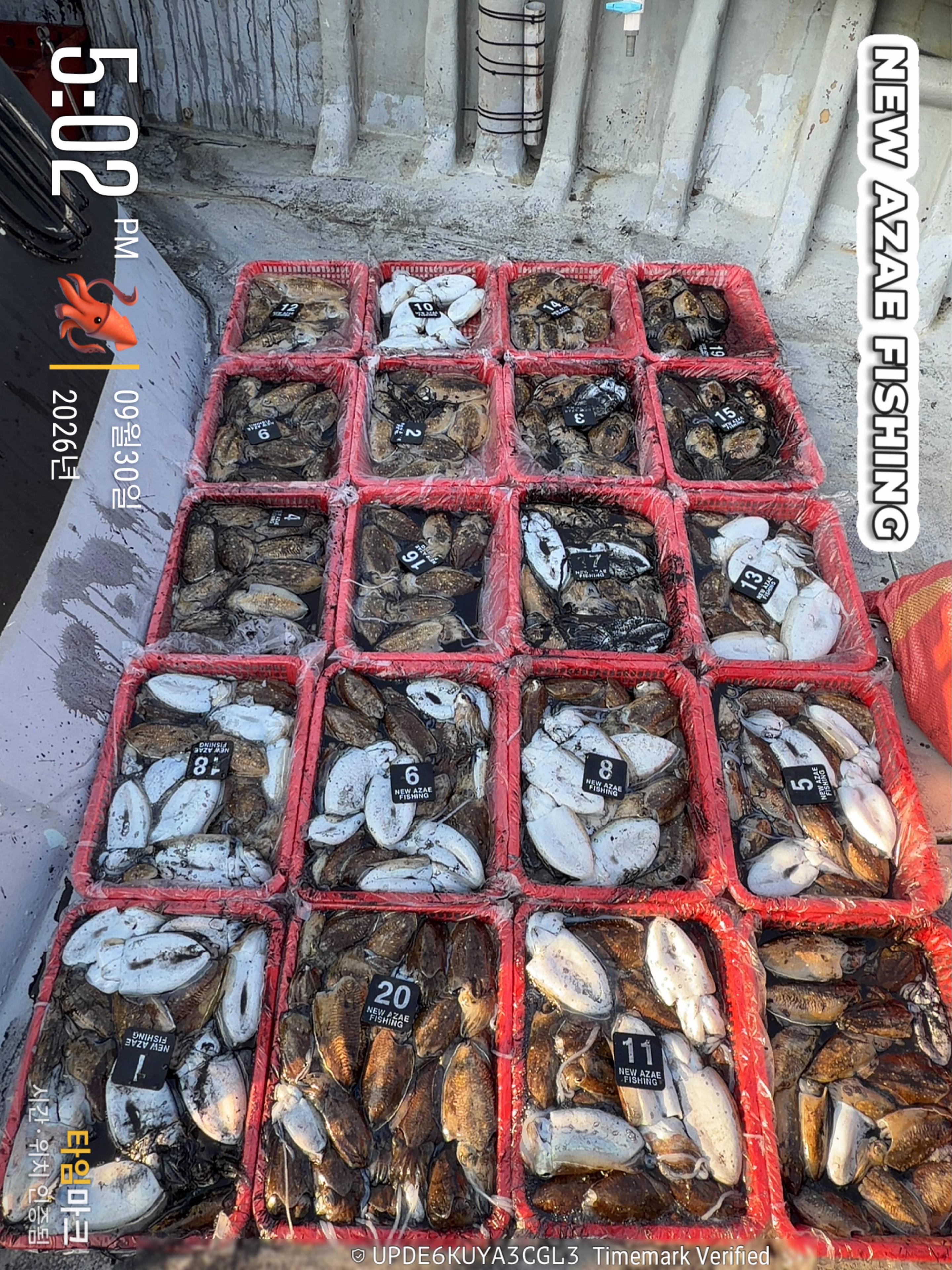 9월 30일 갑오징어 선상낚시 조황 현장 사진 2