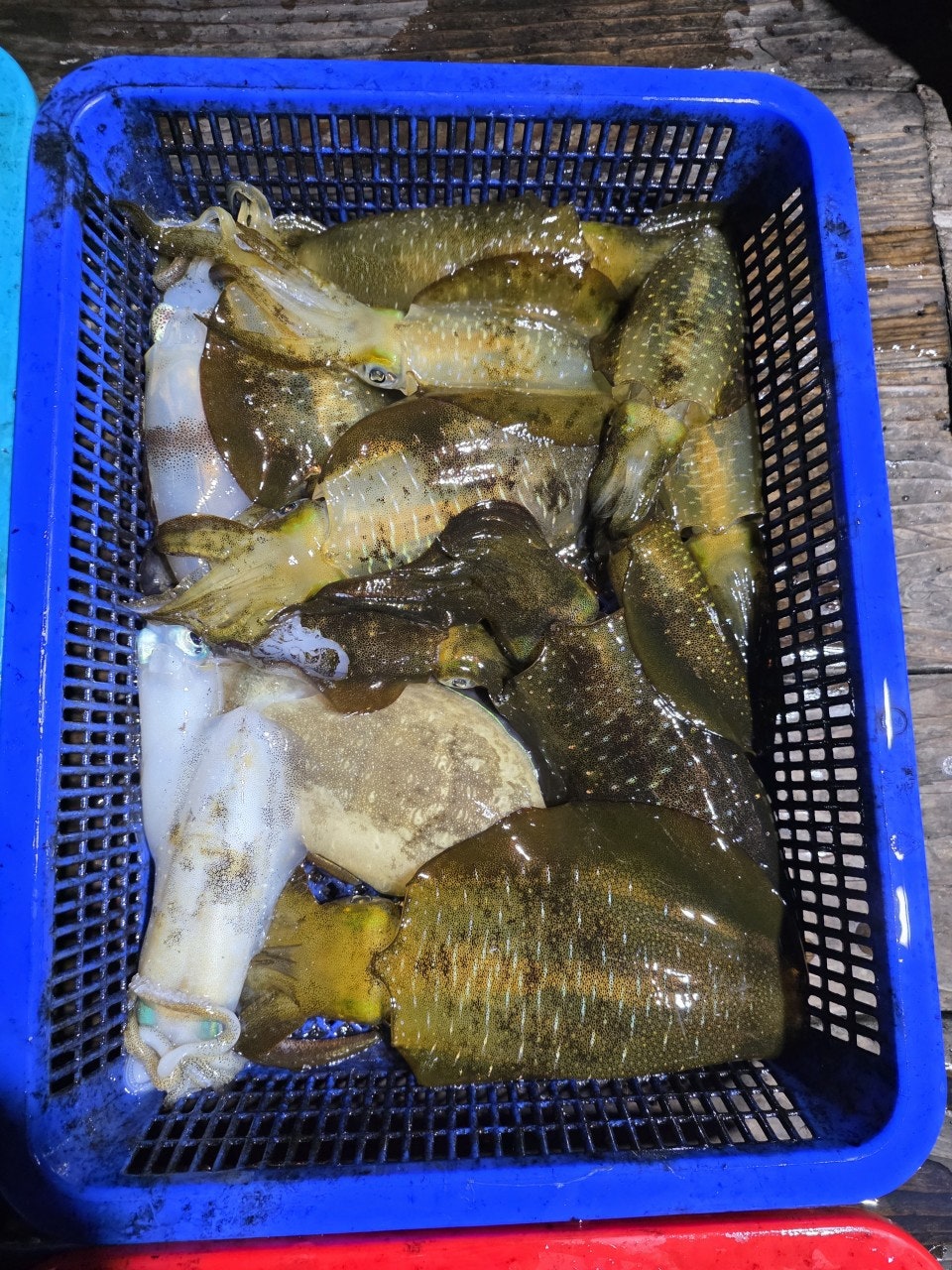 ����ڰ� �ø� �̹���