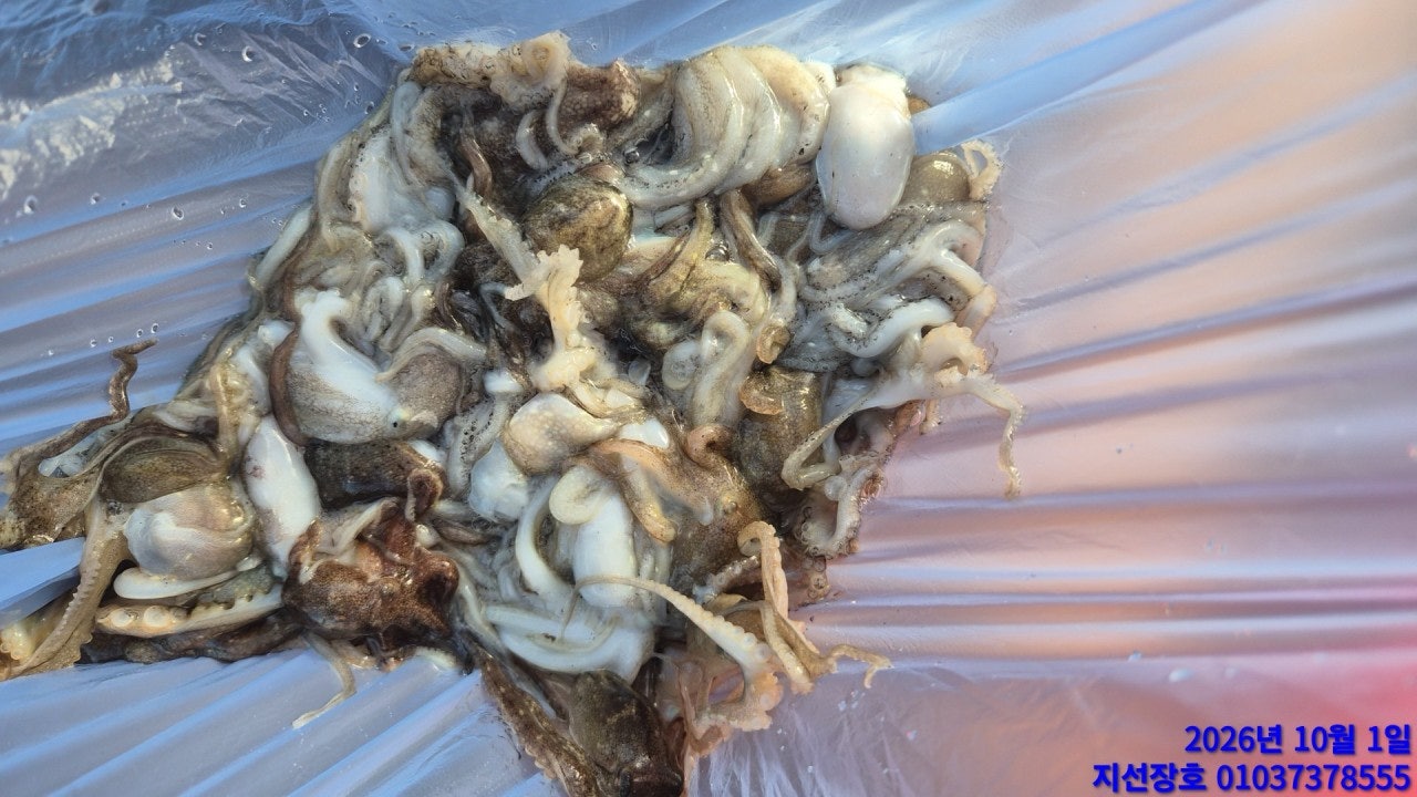 ����ڰ� �ø� �̹���