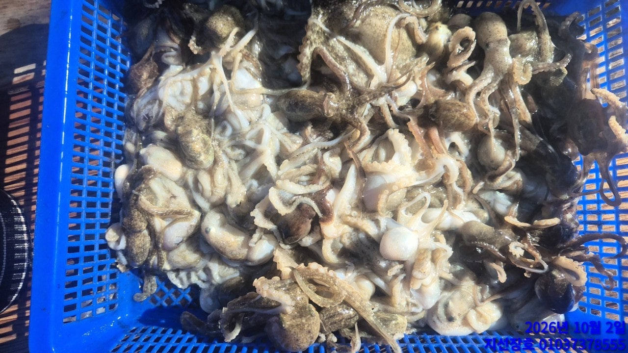 ����ڰ� �ø� �̹���