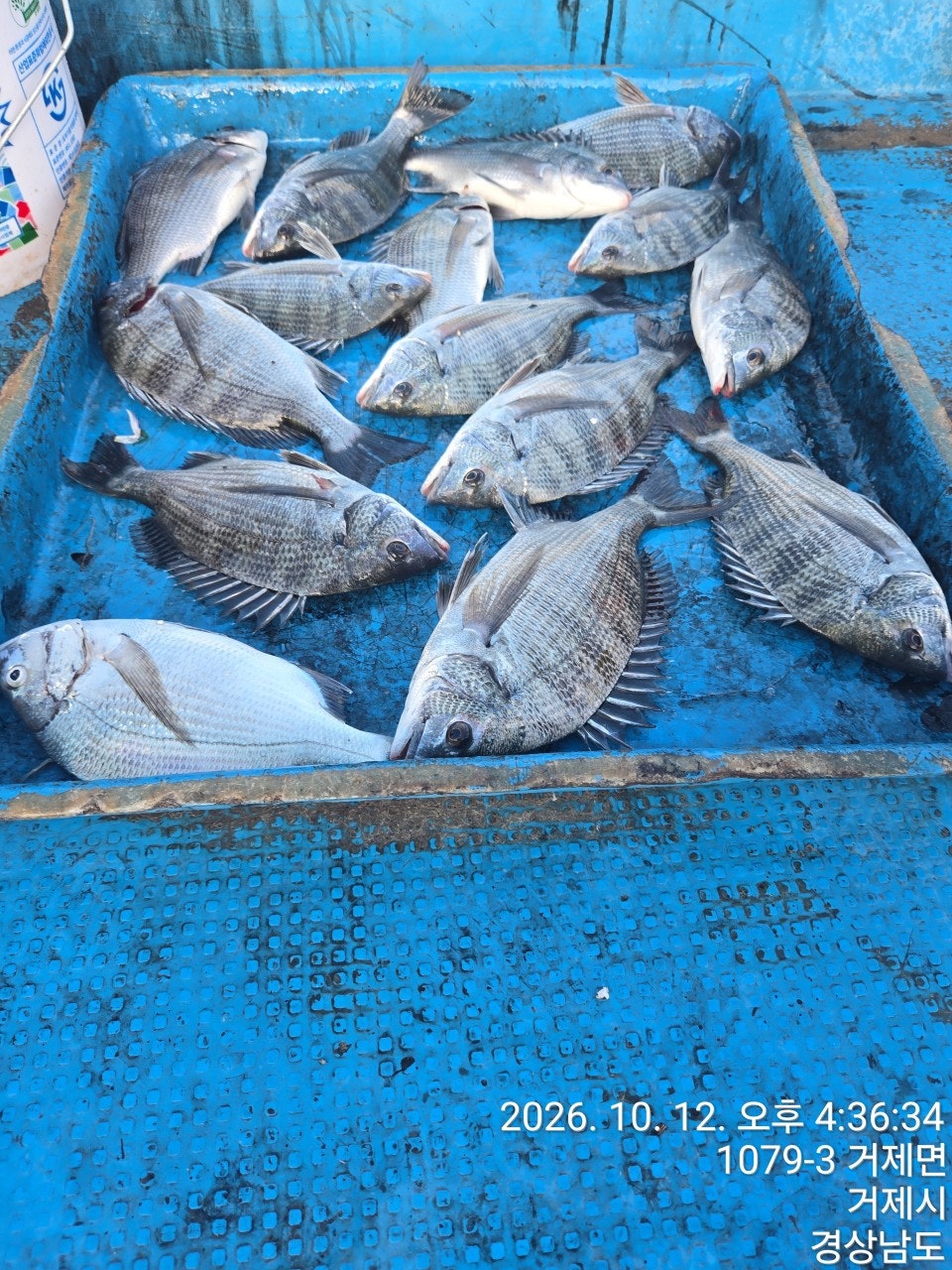 ����ڰ� �ø� �̹���