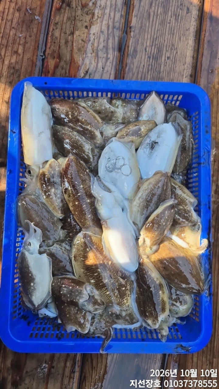 ����ڰ� �ø� �̹���