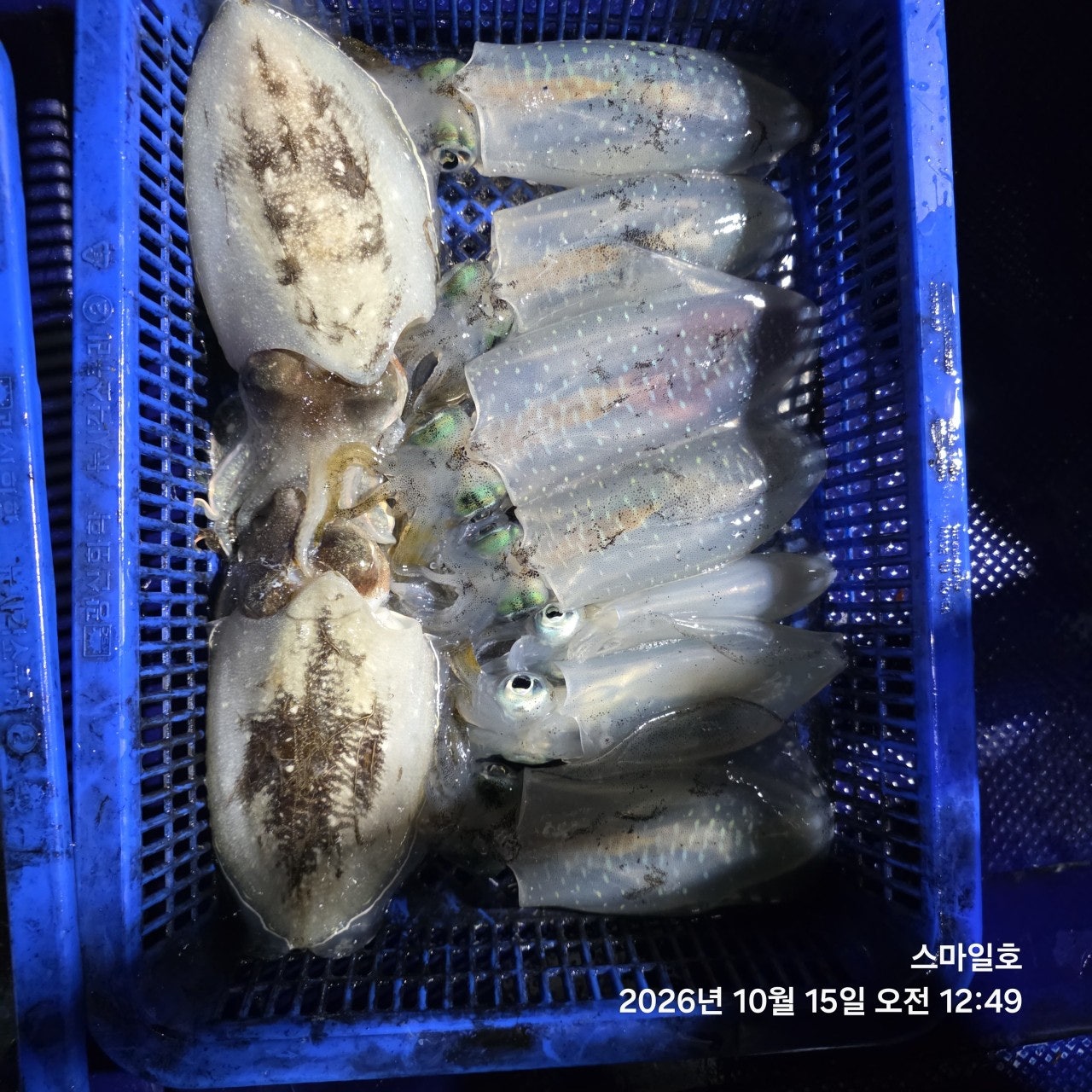 ����ڰ� �ø� �̹���
