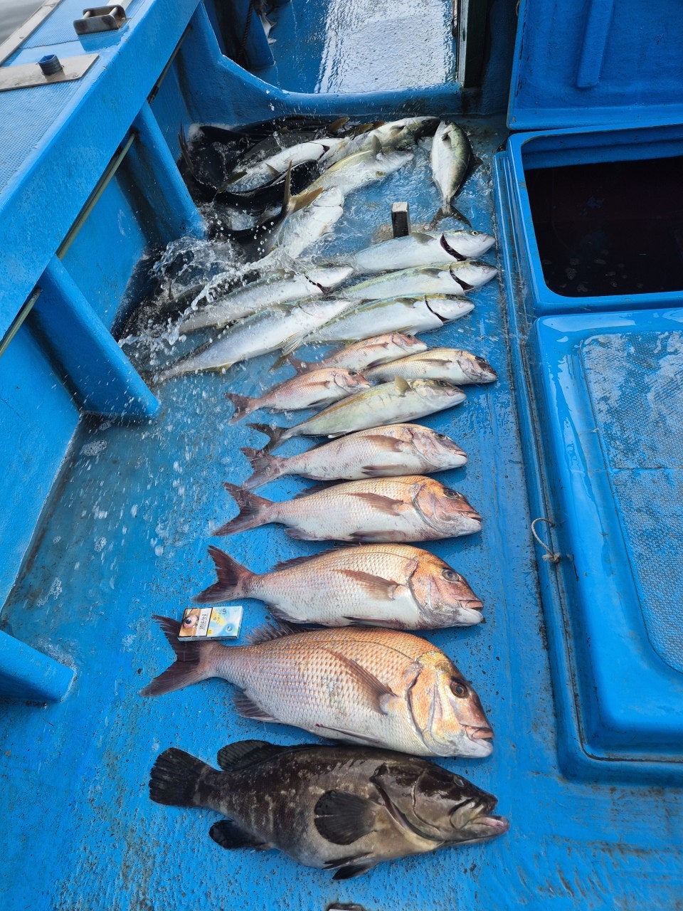 ����ڰ� �ø� �̹���