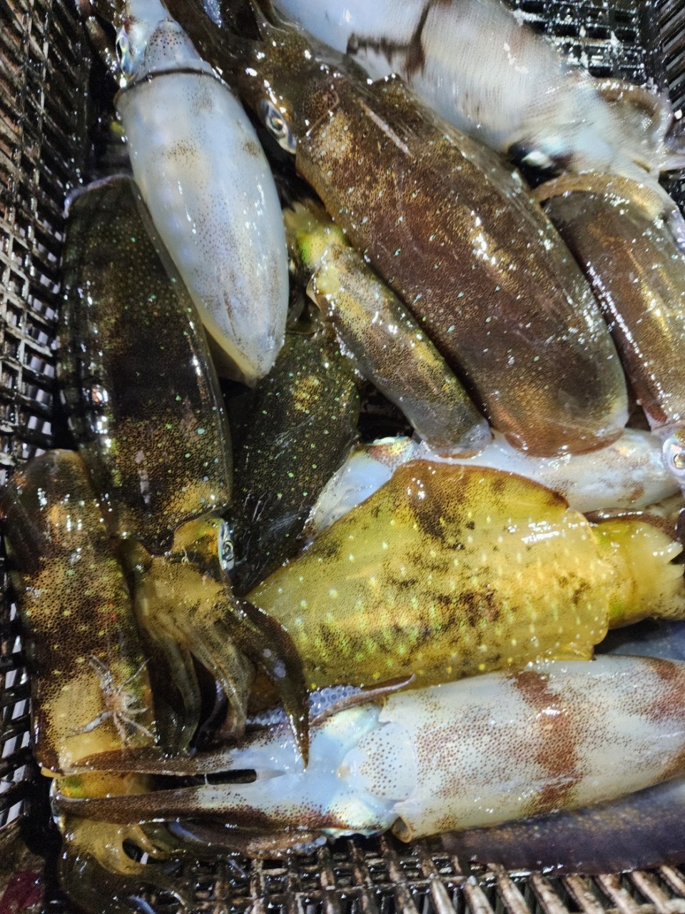 ����ڰ� �ø� �̹���